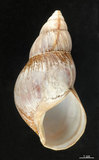 中文名:非洲大蝸牛(003211-00069)學名:Achatina fulica Bowdich, 1822(003211-00069)