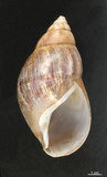 中文名:非洲大蝸牛(003211-00070)學名:Achatina fulica Bowdich, 1822(003211-00070)