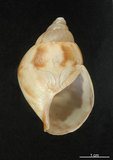 中文名:非洲大蝸牛(003247-00014)學名:Achatina fulica Bowdich, 1822(003247-00014)