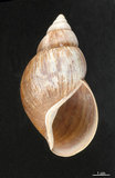 中文名:非洲大蝸牛(003247-00028)學名:Achatina fulica Bowdich, 1822(003247-00028)