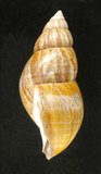 中文名:非洲大蝸牛(003511-00001)學名:Achatina fulica Bowdich, 1822(003511-00001)