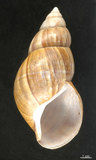 中文名:非洲大蝸牛(003511-00001)學名:Achatina fulica Bowdich, 1822(003511-00001)