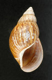 中文名:非洲大蝸牛(003783-00011)學名:Achatina fulica Bowdich, 1822(003783-00011)
