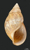 中文名:非洲大蝸牛(004976-00090)學名:Achatina fulica Bowdich, 1822(004976-00090)