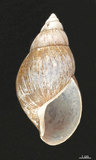中文名:非洲大蝸牛(005112-00002)學名:Achatina fulica Bowdich, 1822(005112-00002)