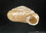 中文名:臺灣大臍蝸牛(003722-00010)學名:Aegista subchinensis (Moellendorff, 1884)(003722-00010)