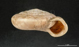 中文名:臺灣大臍蝸牛(004962-00038)學名:Aegista subchinensis (Moellendorff, 1884)(004962-00038)
