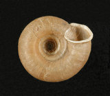 中文名:臺灣大臍蝸牛(005112-00006)學名:Aegista subchinensis (Moellendorff, 1884)(005112-00006)