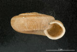 中文名:臺灣大臍蝸牛(005112-00006)學名:Aegista subchinensis (Moellendorff, 1884)(005112-00006)