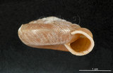 中文名:臺灣大臍蝸牛(005250-00020)學名:Aegista subchinensis (Moellendorff, 1884)(005250-00020)