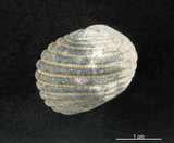 中文名:黑肋蜑螺(002328-00134)學名:Nerita costata Gmelin, 1791(002328-00134)