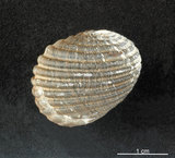 中文名:黑肋蜑螺(002328-00135)學名:Nerita costata Gmelin, 1791(002328-00135)