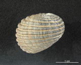 中文名:黑肋蜑螺(002328-00136)學名:Nerita costata Gmelin, 1791(002328-00136)