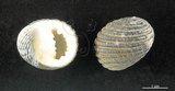 中文名:黑肋蜑螺(002328-00137)學名:Nerita costata Gmelin, 1791(002328-00137)