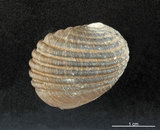 中文名:黑肋蜑螺(002328-00138)學名:Nerita costata Gmelin, 1791(002328-00138)