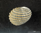 中文名:黑肋蜑螺(002328-00139)學名:Nerita costata Gmelin, 1791(002328-00139)