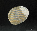 中文名:黑肋蜑螺(006245-00013)學名:Nerita costata Gmelin, 1791(006245-00013)