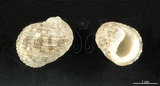中文名:大圓蜑螺(002328-00127)學名:Nerita chamaeleon Linnaeus, 1758(002328-00127)