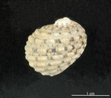 中文名:大圓蜑螺(002328-00129)學名:Nerita chamaeleon Linnaeus, 1758(002328-00129)
