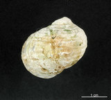 中文名:大圓蜑螺(002328-00130)學名:Nerita chamaeleon Linnaeus, 1758(002328-00130)