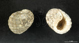 中文名:大圓蜑螺(002328-00133)學名:Nerita chamaeleon Linnaeus, 1758(002328-00133)