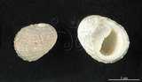 中文名:大圓蜑螺(002964-00048)學名:Nerita chamaeleon Linnaeus, 1758(002964-00048)