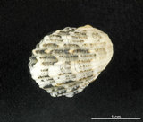 中文名:大圓蜑螺(004976-00169)學名:Nerita chamaeleon Linnaeus, 1758(004976-00169)