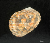 中文名:大圓蜑螺(006245-00011)學名:Nerita chamaeleon Linnaeus, 1758(006245-00011)