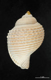 中文名:銼紋鶉螺(003247-00052)學名:Eudolium bairdii(003247-00052)