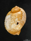 中文名:平凹鶉螺(002368-00204)學名:Tonna canaliculata (Linnaeus(002368-00204)