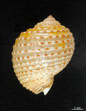 中文名:花點鶉螺(005559-00048)學名:Tonna marginata (Philippi, 1845)(005559-00048)