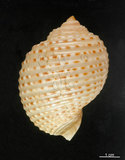 中文名:花點鶉螺(006311-00003)學名:Tonna marginata (Philippi, 1845)(006311-00003)