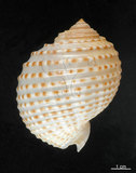 中文名:花點鶉螺(006311-00016)學名:Tonna marginata (Philippi, 1845)(006311-00016)