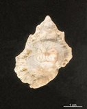 中文名:突瘤蛙螺(003032-00008)學名:Bursa tuberosissima (Reeve, 1844)(003032-00008)