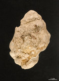 中文名:蟾蜍蛙螺(002119-00069)學名:Bursa bufonia (Gmelin, 1791)(002119-00069)