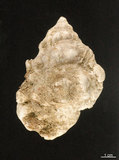 中文名:蟾蜍蛙螺(002368-00338)學名:Bursa bufonia (Gmelin, 1791)(002368-00338)