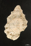 中文名:蟾蜍蛙螺(002672-00016)學名:Bursa bufonia (Gmelin, 1791)(002672-00016)