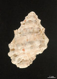 中文名:蟾蜍蛙螺(002672-00142)學名:Bursa bufonia (Gmelin, 1791)(002672-00142)
