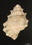 中文名:蟾蜍蛙螺(002964-00025)學名:Bursa bufonia (Gmelin, 1791)(002964-00025)