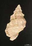 中文名:小白蛙螺(002368-00355)學名:Bufonariella ranelloides (Reeve, 1844)(002368-00355)