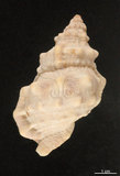 中文名:小白蛙螺(003359-00014)學名:Bufonariella ranelloides (Reeve, 1844)(003359-00014)