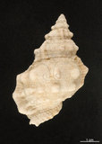 中文名:小白蛙螺(003405-00034)學名:Bufonariella ranelloides (Reeve, 1844)(003405-00034)
