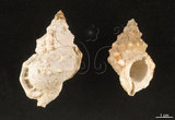 中文名:小白蛙螺(004401-00110)學名:Bufonariella ranelloides (Reeve, 1844)(004401-00110)