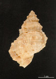 中文名:小白蛙螺(005866-00028)學名:Bufonariella ranelloides (Reeve, 1844)(005866-00028)