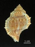 中文名:赤蛙螺(002368-00318)學名:Bufonaria rana (Linnaeus, 1758)(002368-00318)