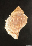 中文名:赤蛙螺(003901-00001)學名:Bufonaria rana (Linnaeus, 1758)(003901-00001)