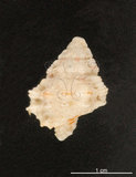中文名:血跡蛙螺(002368-00343)學名:Bursa cruentata (Sowerby, 1841)(002368-00343)