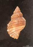 中文名:果粒蛙螺(002690-00025)學名:Bursa granularis (Roeding, 1758)(002690-00025)