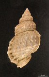 中文名:果粒蛙螺(002905-00014)學名:Bursa granularis (Roeding, 1758)(002905-00014)
