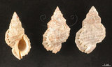 中文名:果粒蛙螺(003032-00007)學名:Bursa granularis (Roeding, 1758)(003032-00007)